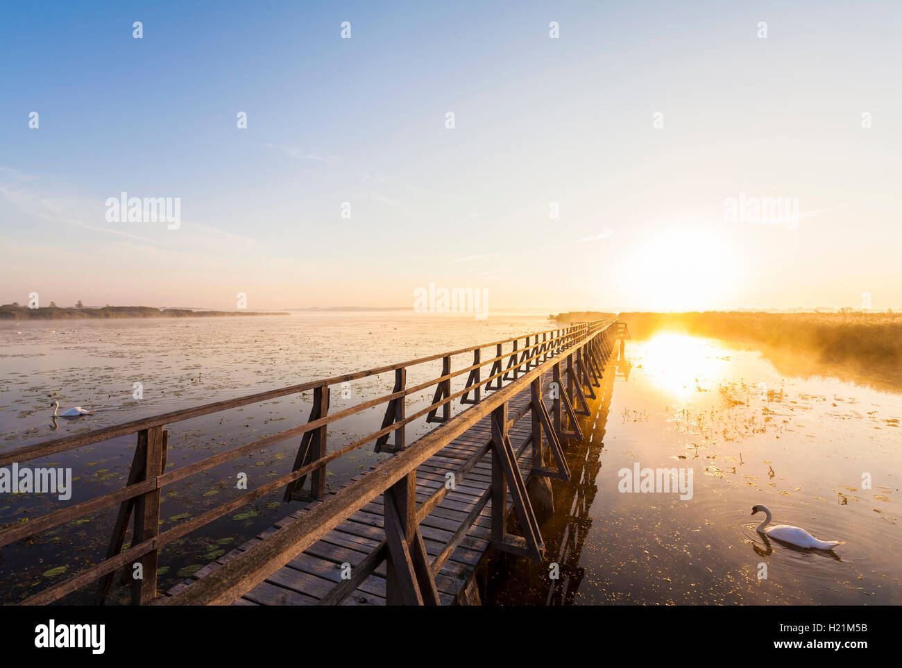 Germany, Bad Buchau, Lake Feder, wooden boardwalk in the morning Stock Photo