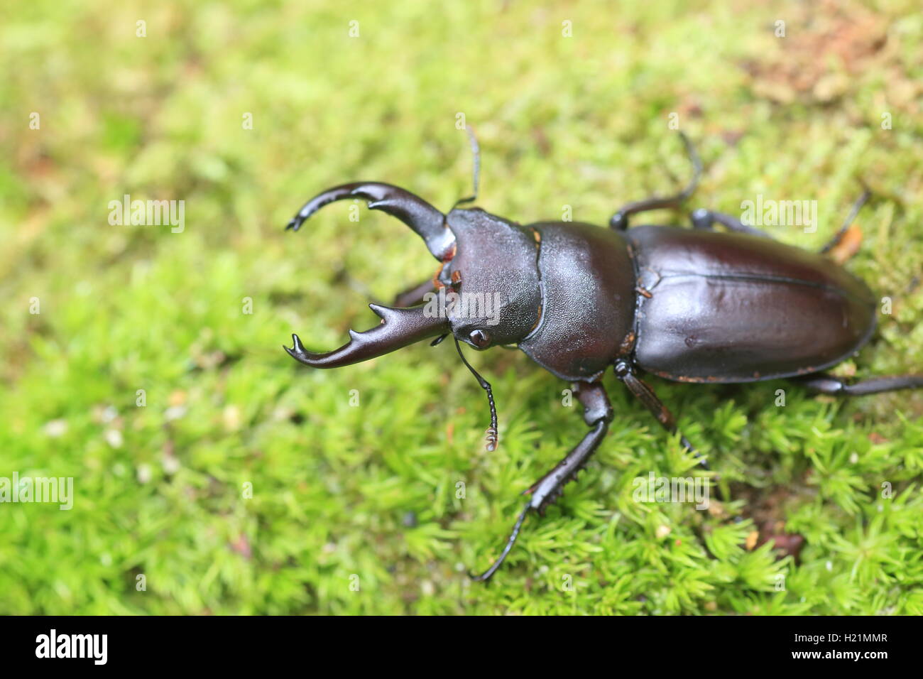Kirchnerius guangxii stag beetle in China Stock Photo