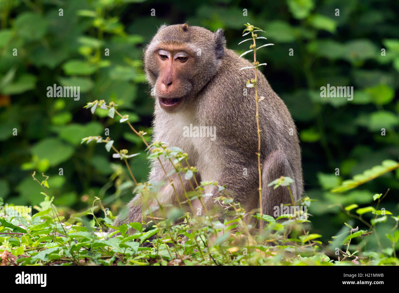 Thailand, Rhesus macaque Stock Photo