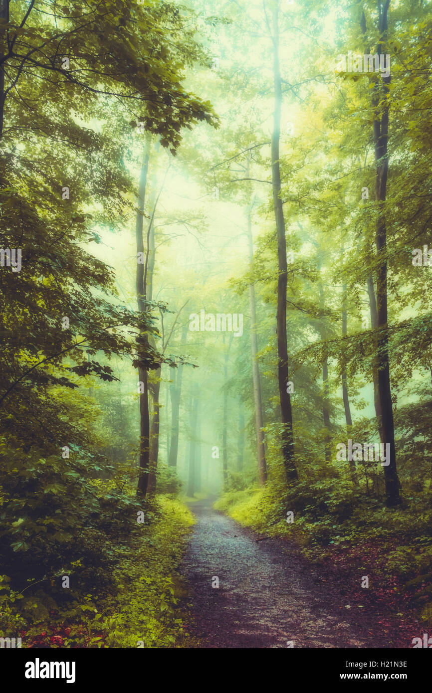 Germany, Wuppertal, Morning sun in the forest Stock Photo - Alamy