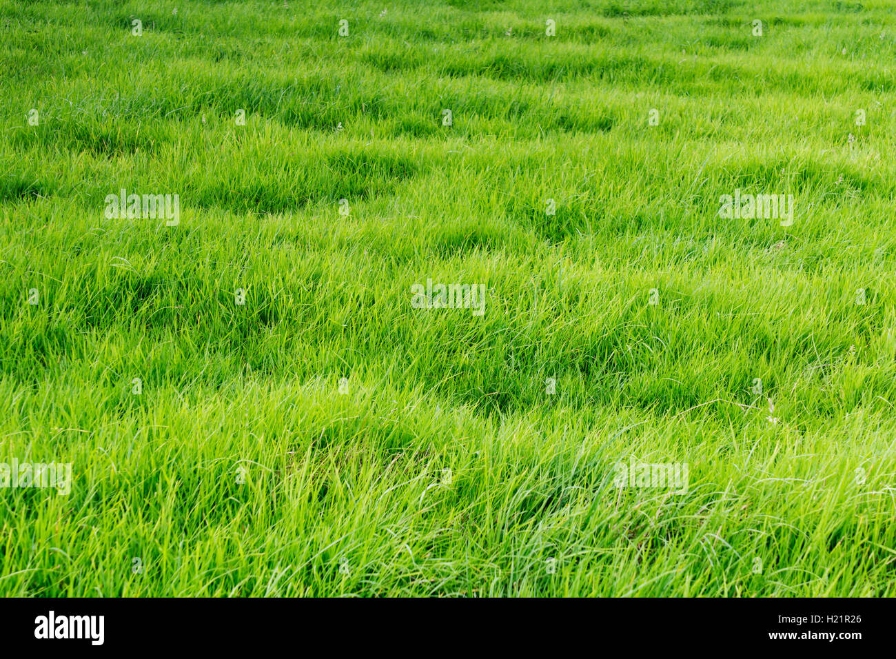 Patch of grass Stock Photo Alamy