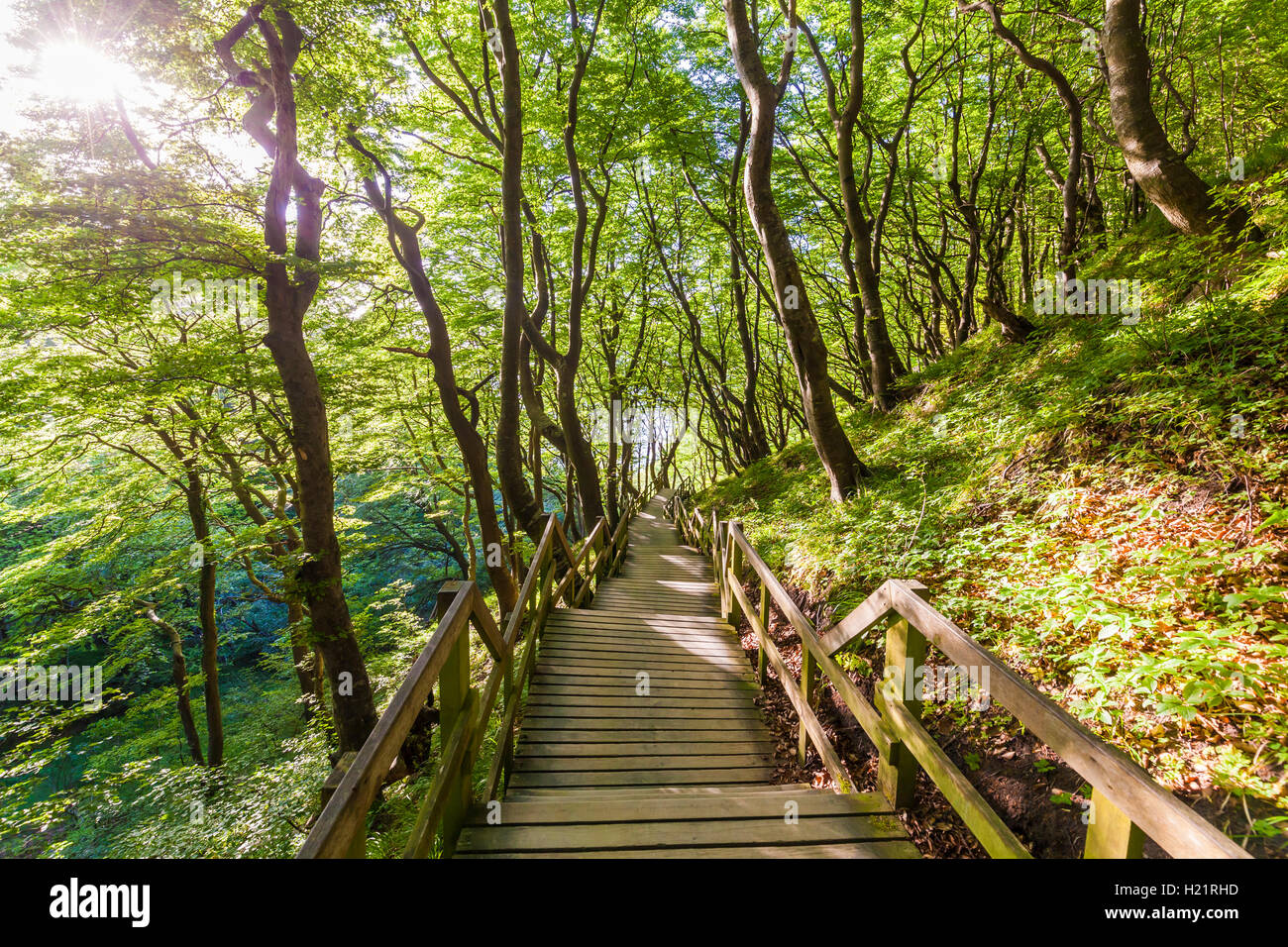 Denmark, Mon Island, Mons Klint, Wooden path in forest Stock Photo