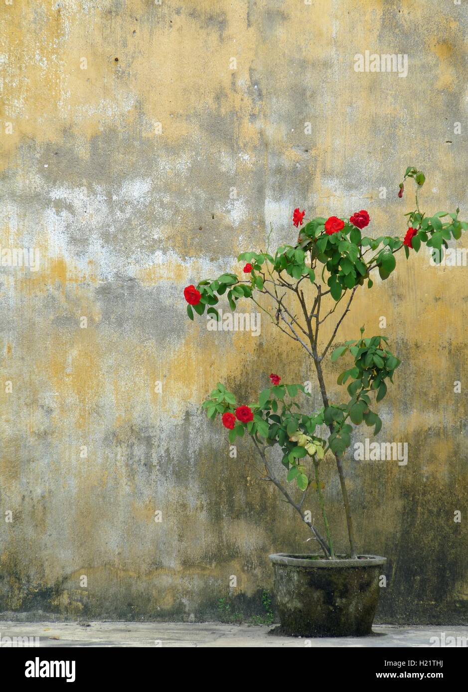 Vietnamese wall texture background hires stock photography and images