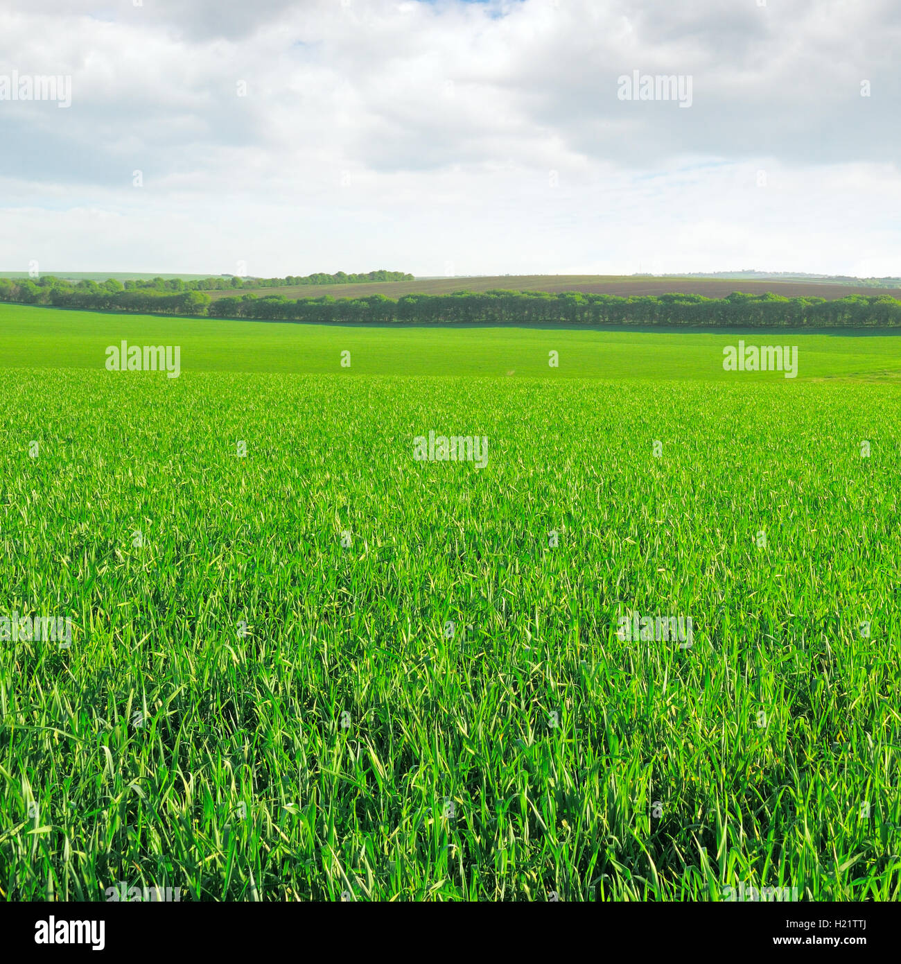 green field and blue sky with light clouds Stock Photo - Alamy