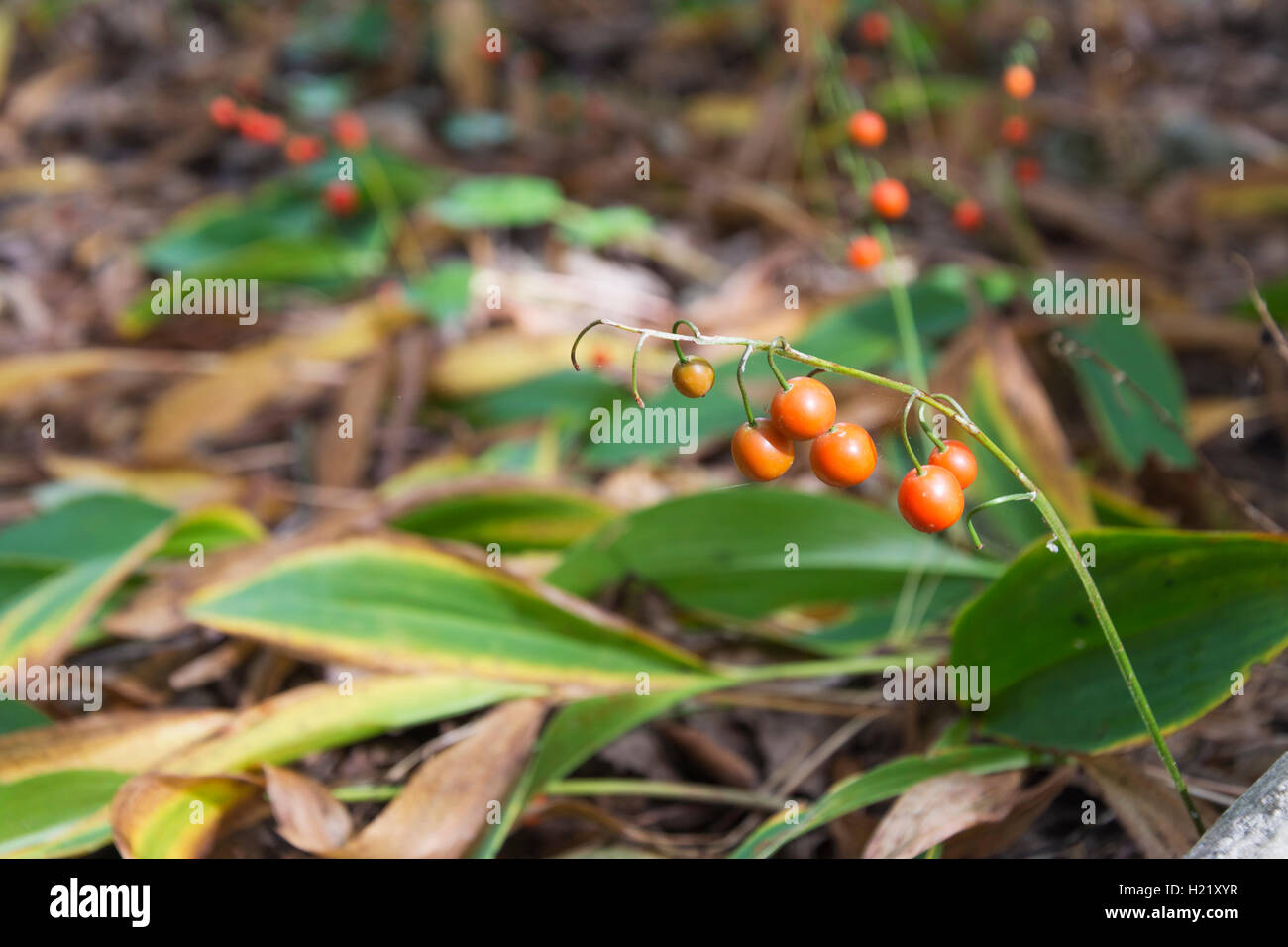 Convallaria berries hires stock photography and images Alamy