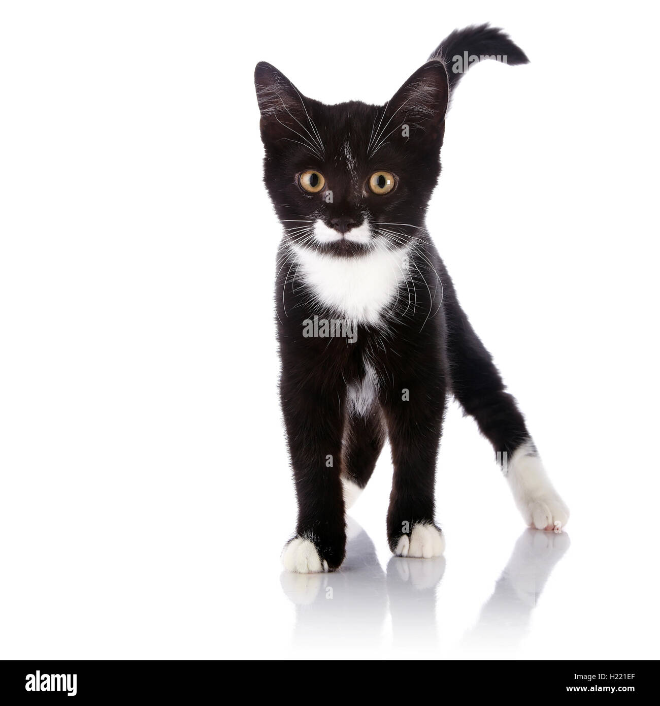 The black and white kitten costs Stock Photo Alamy