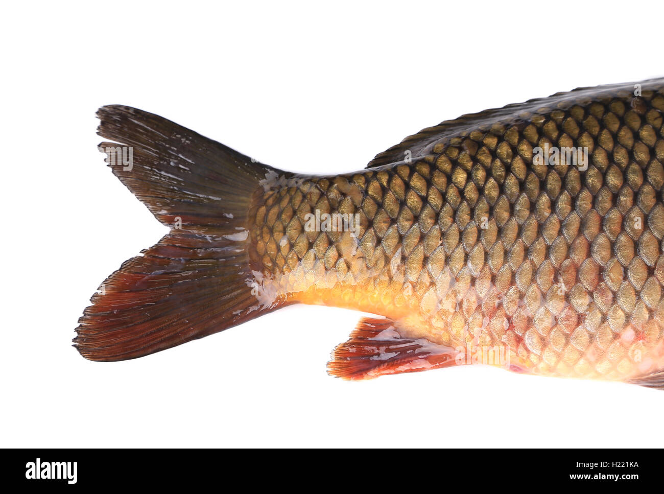 Carp fish tail. Macro. Stock Photo