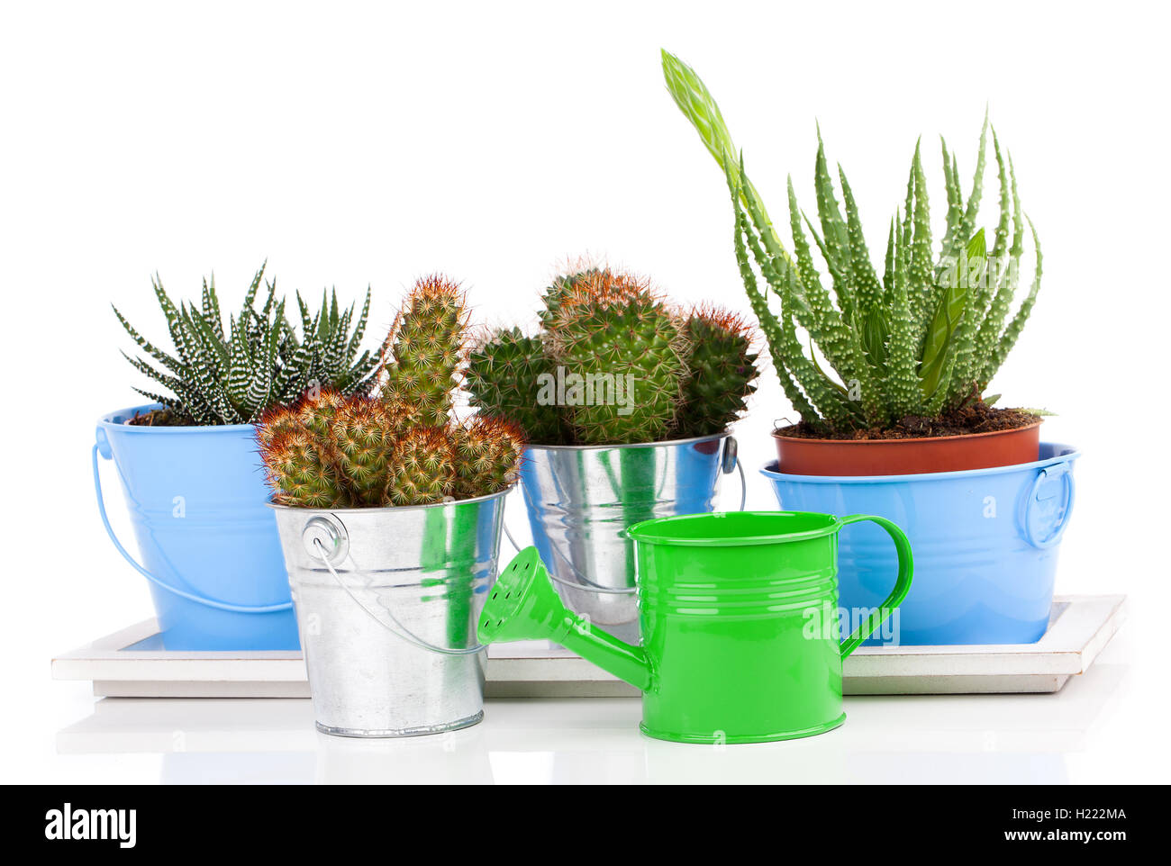 succulent cactus in a metal bucket and Aloe, on white background Stock Photo