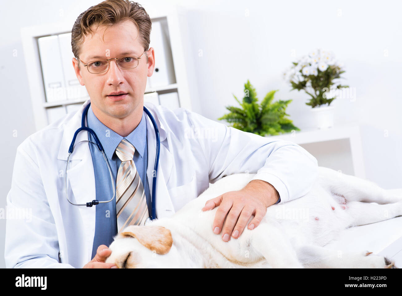 Portrait of male vet Stock Photo - Alamy