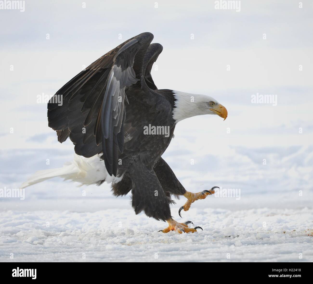 The Bald eagle landed Stock Photo Alamy