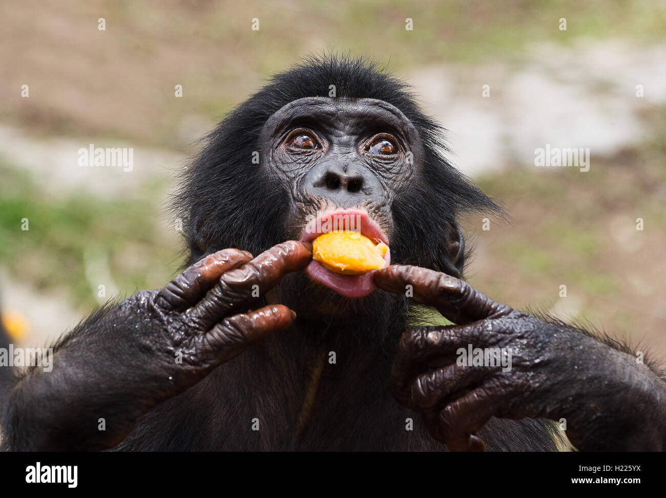 Cub of a Chimpanzee bonobo Stock Photo - Alamy