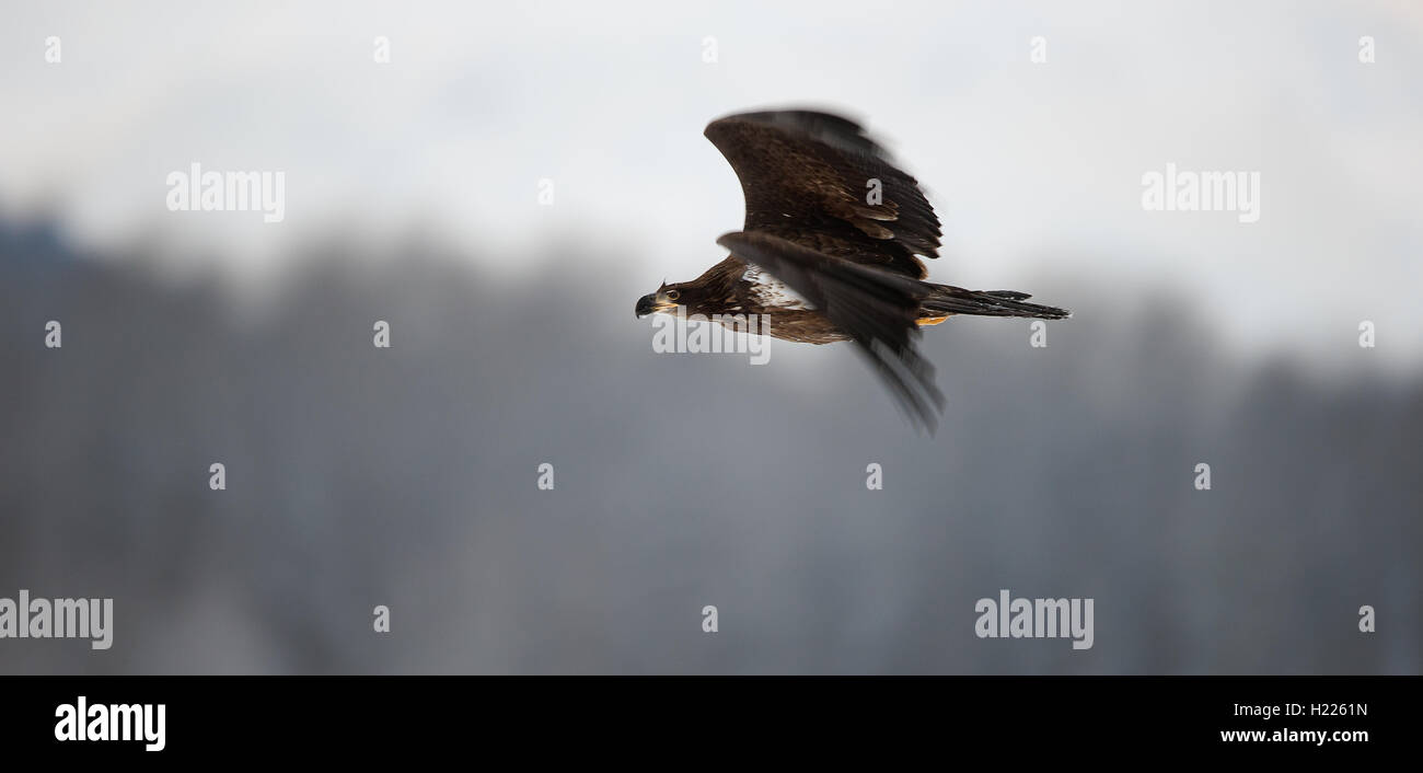Flying bald eagle Stock Photo