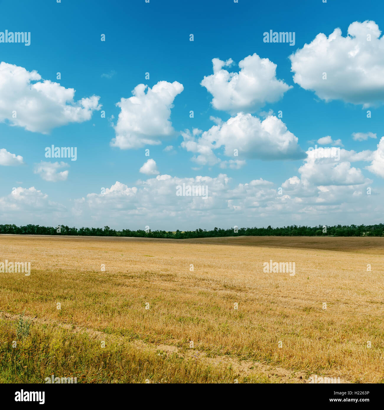agriculture field after harvesting and clouds over it Stock Photo - Alamy