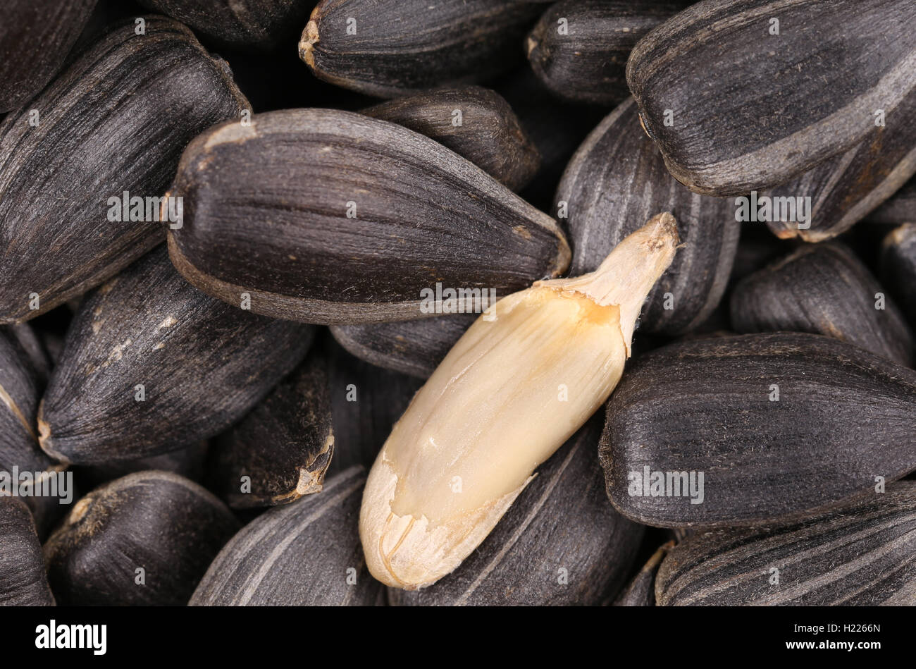 White sunflower seed Stock Photo Alamy
