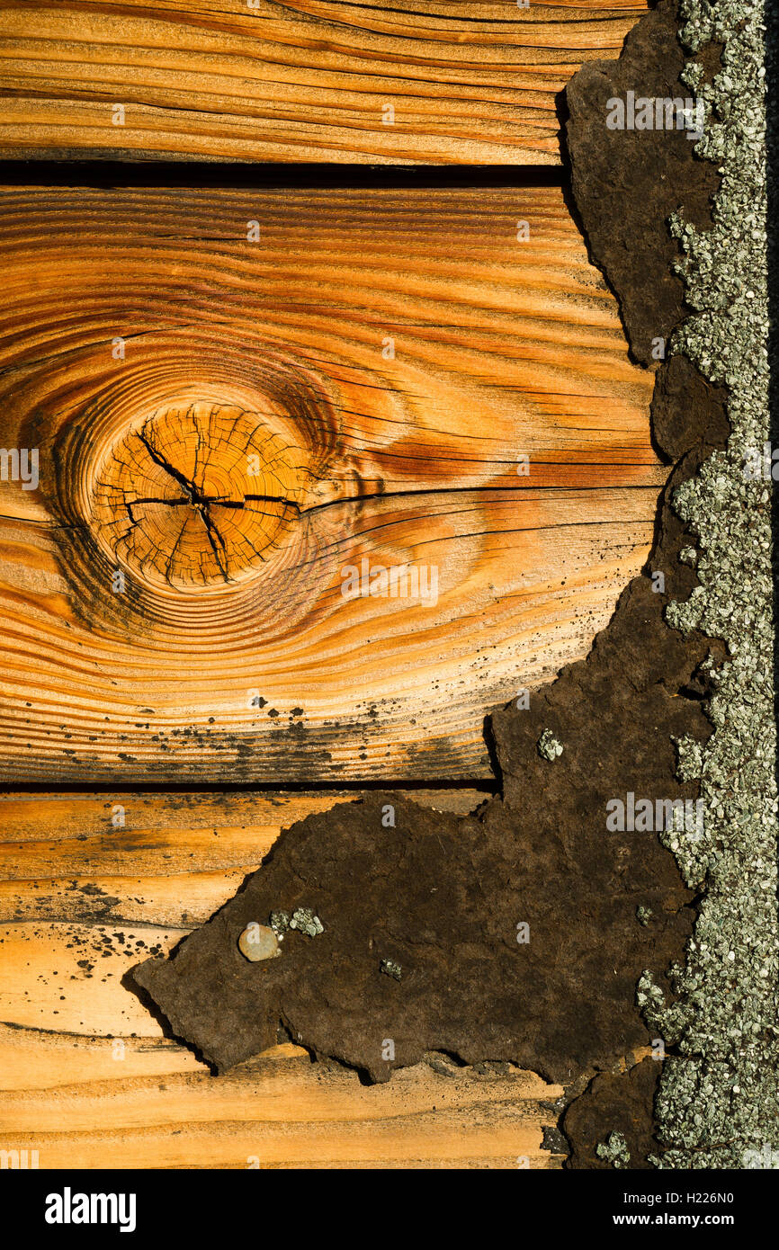 Knotty pine hi-res stock photography and images - Alamy