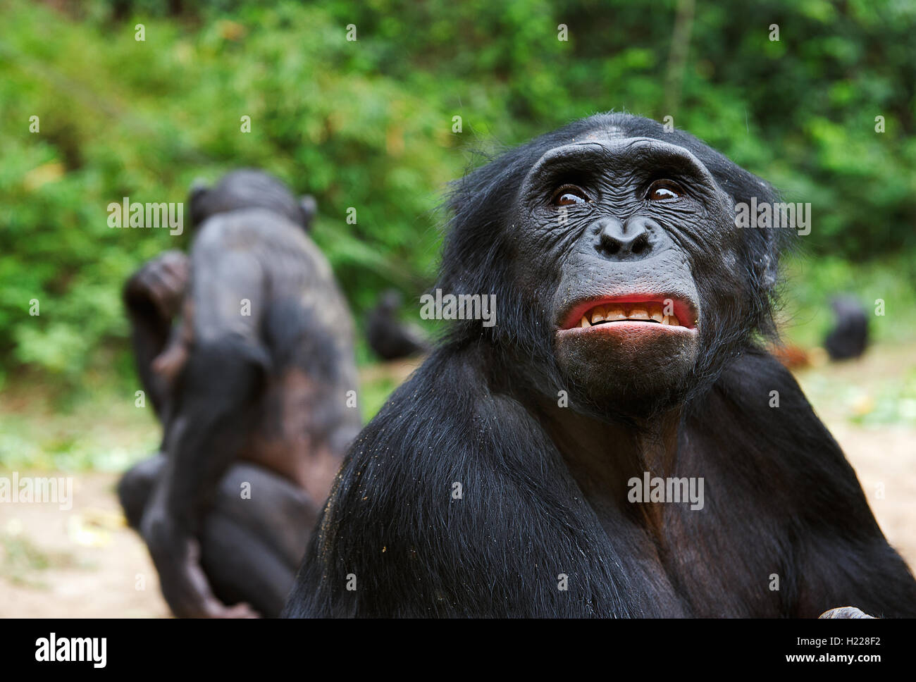Bonobo ( Pan paniscus) portrait Stock Photo - Alamy