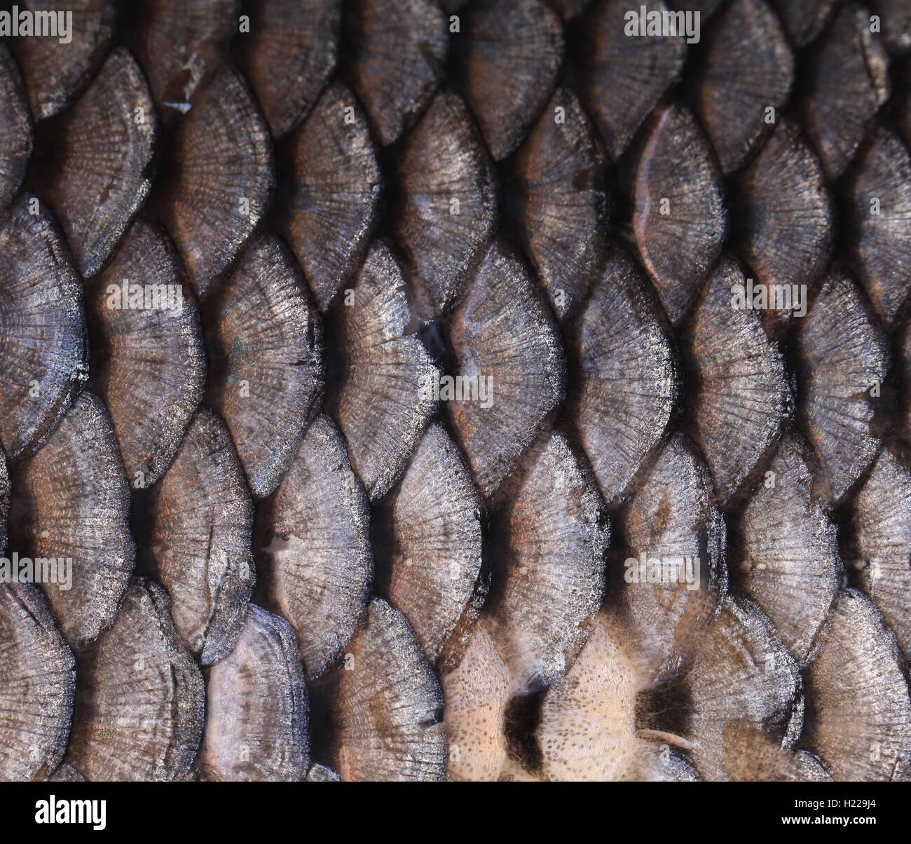 Texture of fish scales close up Stock Photo - Alamy