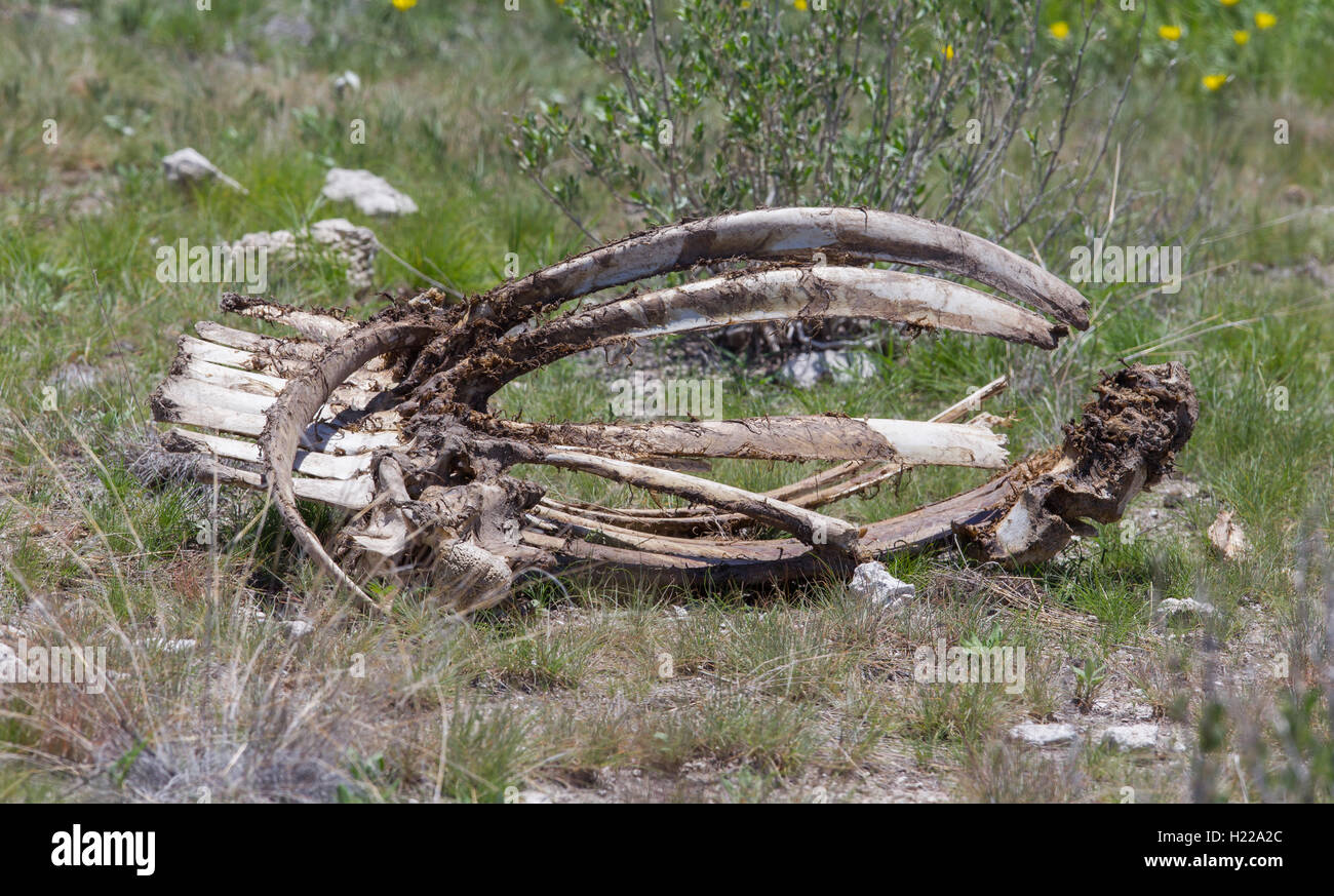 Animal bones giraffe hi-res stock photography and images - Alamy