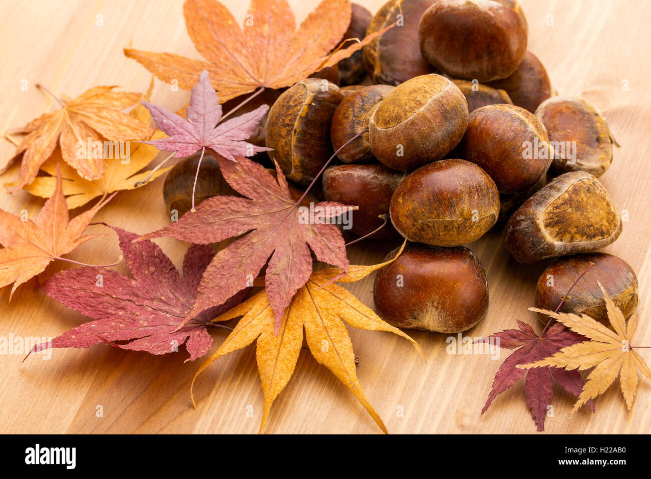 Maple tree chestnut hi-res stock photography and images - Alamy