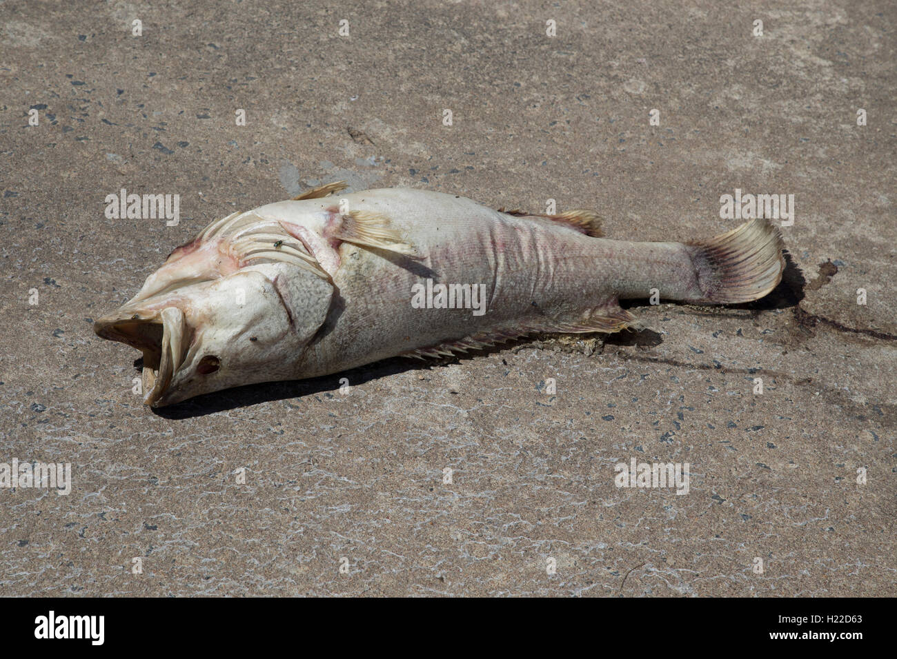 European carp  stranded on the Spillway at Menindee lakes New South Wales Australia Stock Photo
