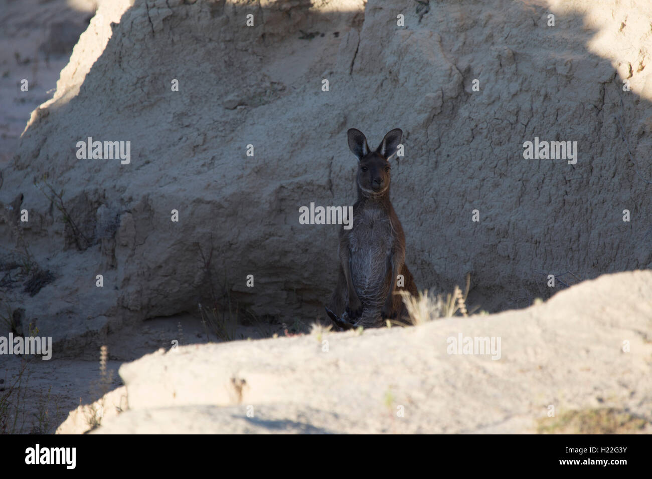 Kangaroo sheltering in the Walls of China at Mungo National Park New South Wales Australia Stock Photo