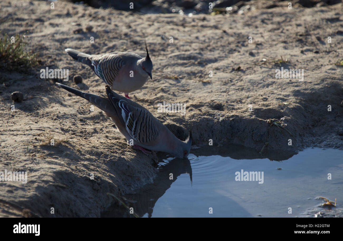A pair of crested pigeons drinking water at Mungo National Park New South Wales Australia Stock Photo