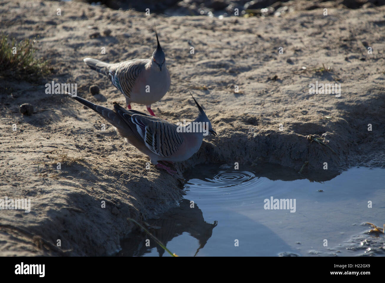 A pair of crested pigeons drinking water at Mungo National Park New South Wales Australia Stock Photo