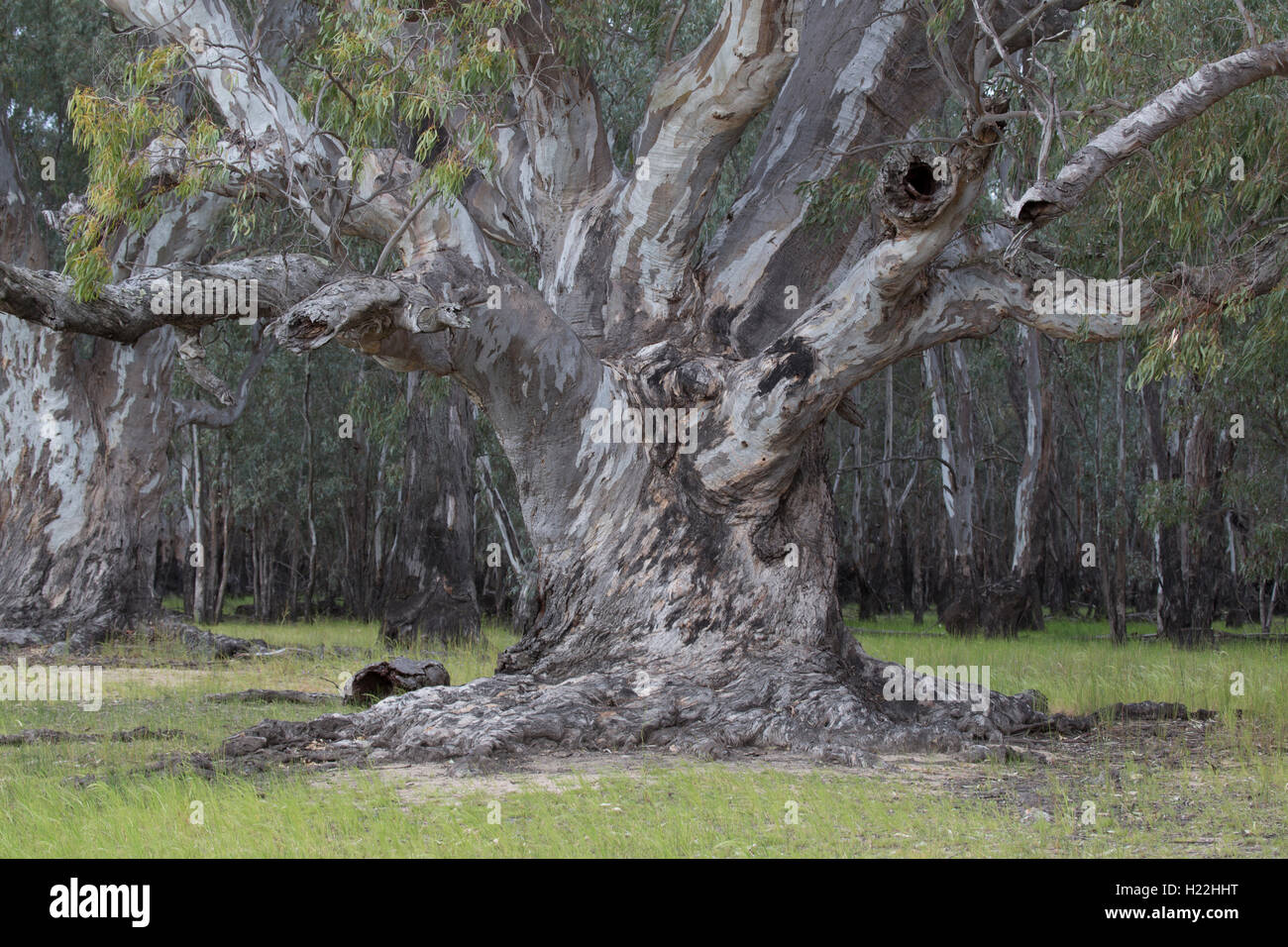 Red gum tree hires stock photography and images Alamy
