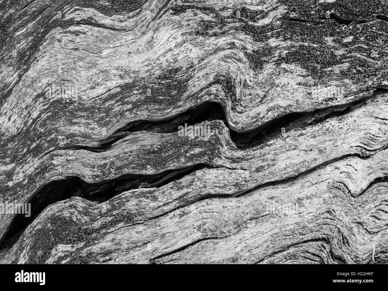 Close-up of an old pine tree - suitable for background Stock Photo - Alamy