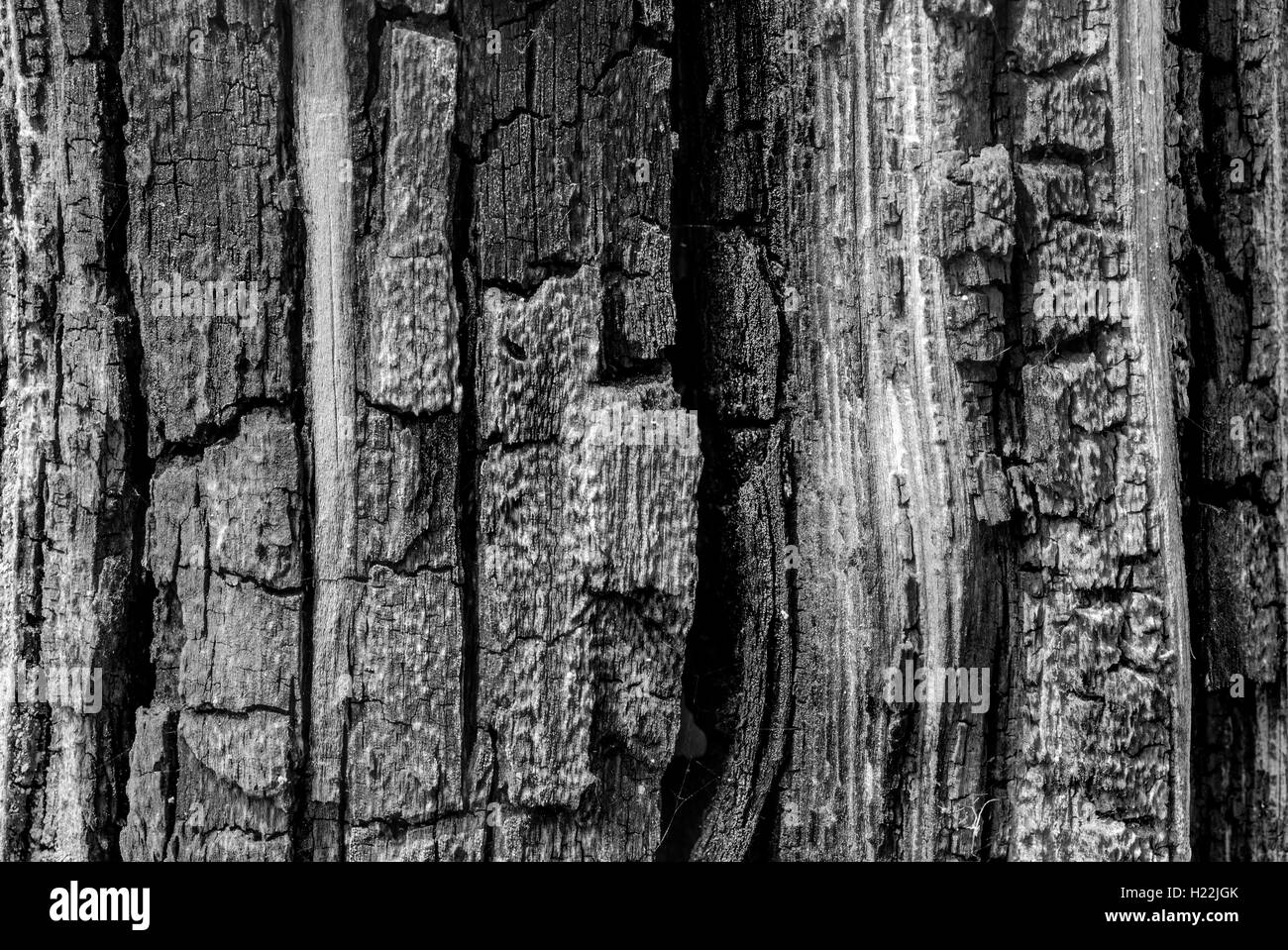 Closeup of an old pine tree suitable for background Stock Photo Alamy