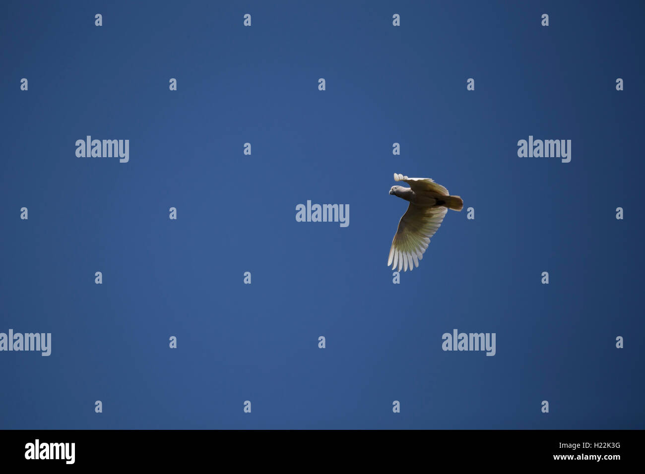 Sulphur-crested Cockatoo in flight against a cloudless blue sky Stock Photo