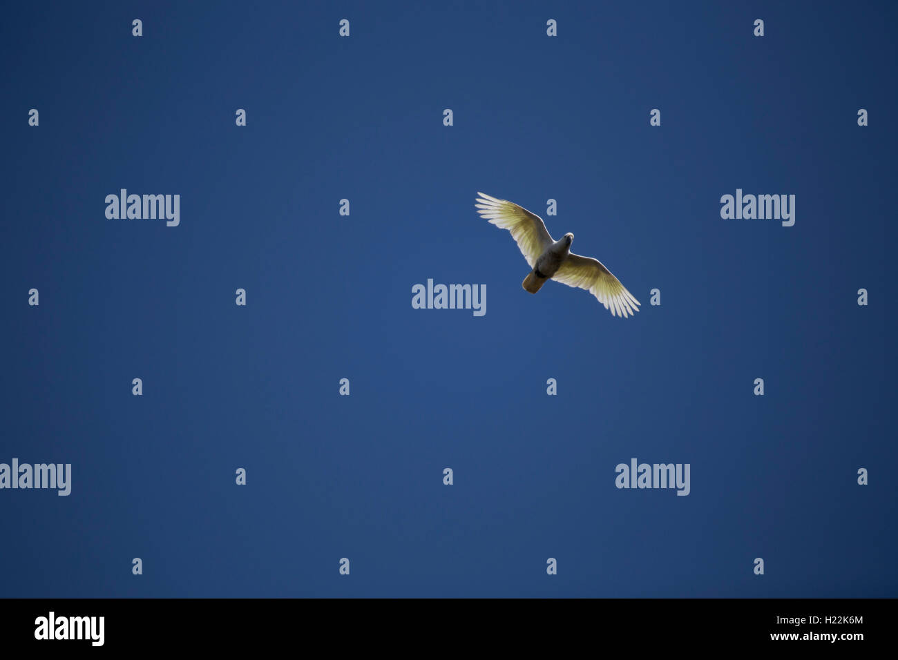 Sulphur-crested Cockatoo in flight against a cloudless blue sky Stock Photo