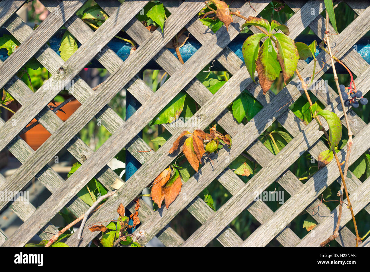 Wild vine on the wooden fence Stock Photo Alamy