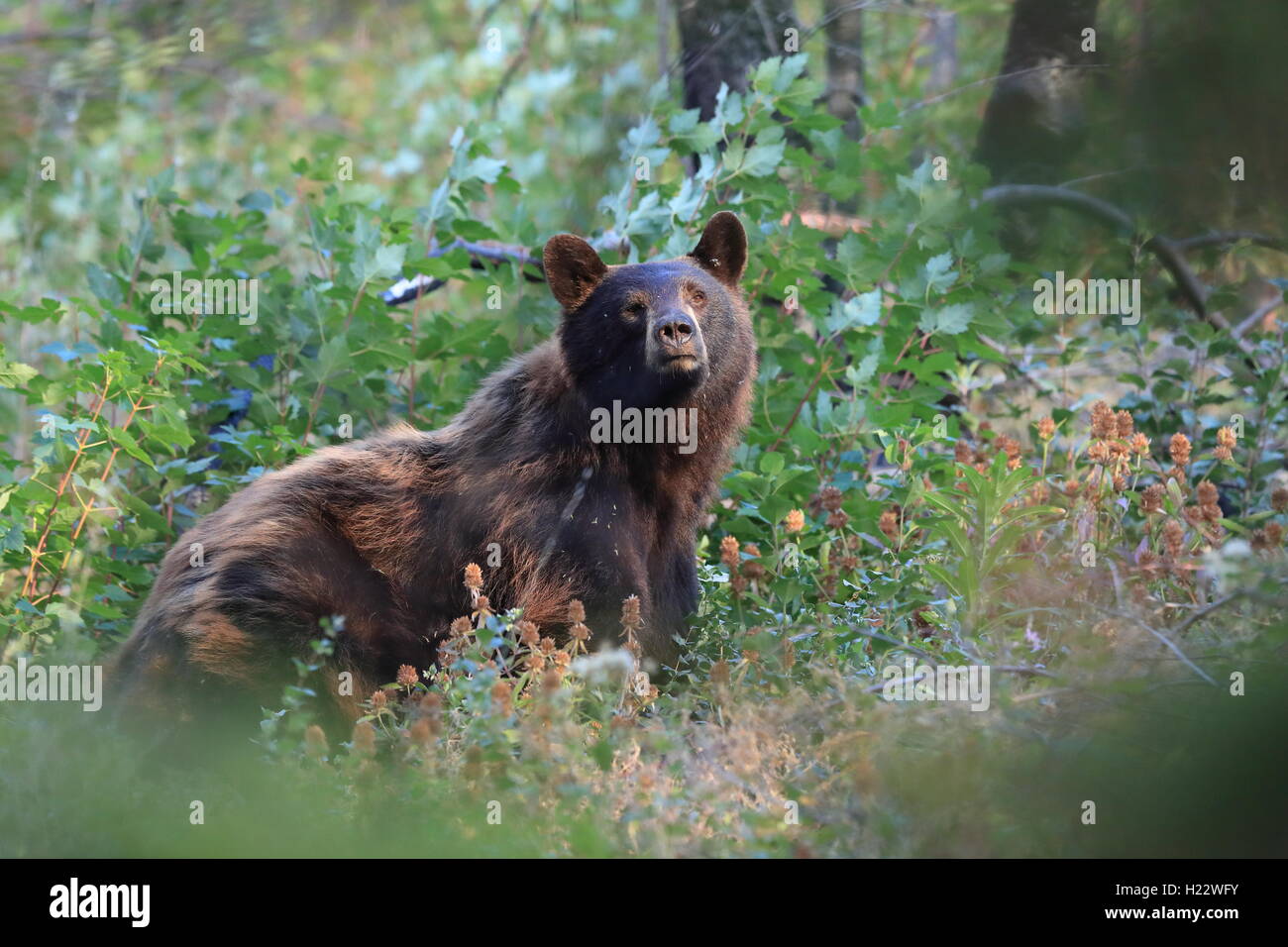 Black Bear Glacier National Park, Montana USA Stock Photo Alamy