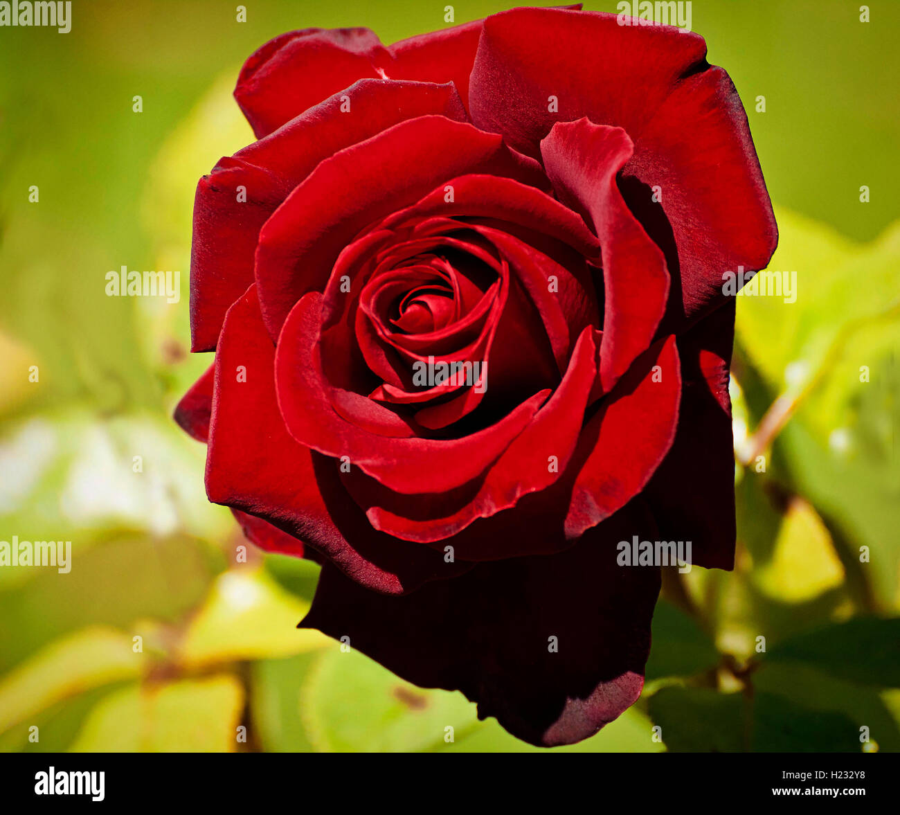 Single red rose on  garden blurred background Stock Photo