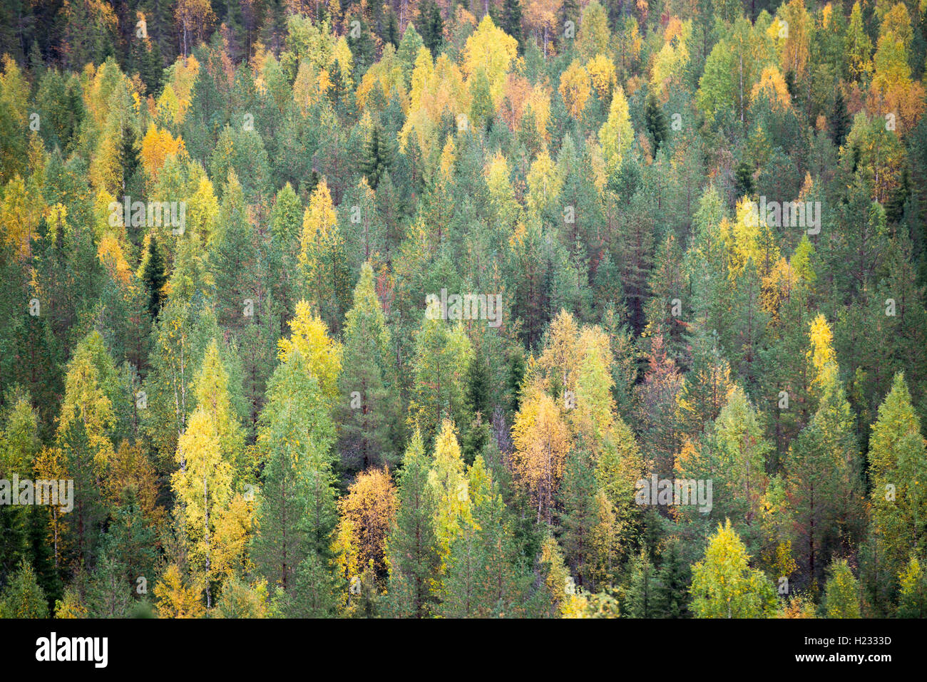 Colorful forest Stock Photo