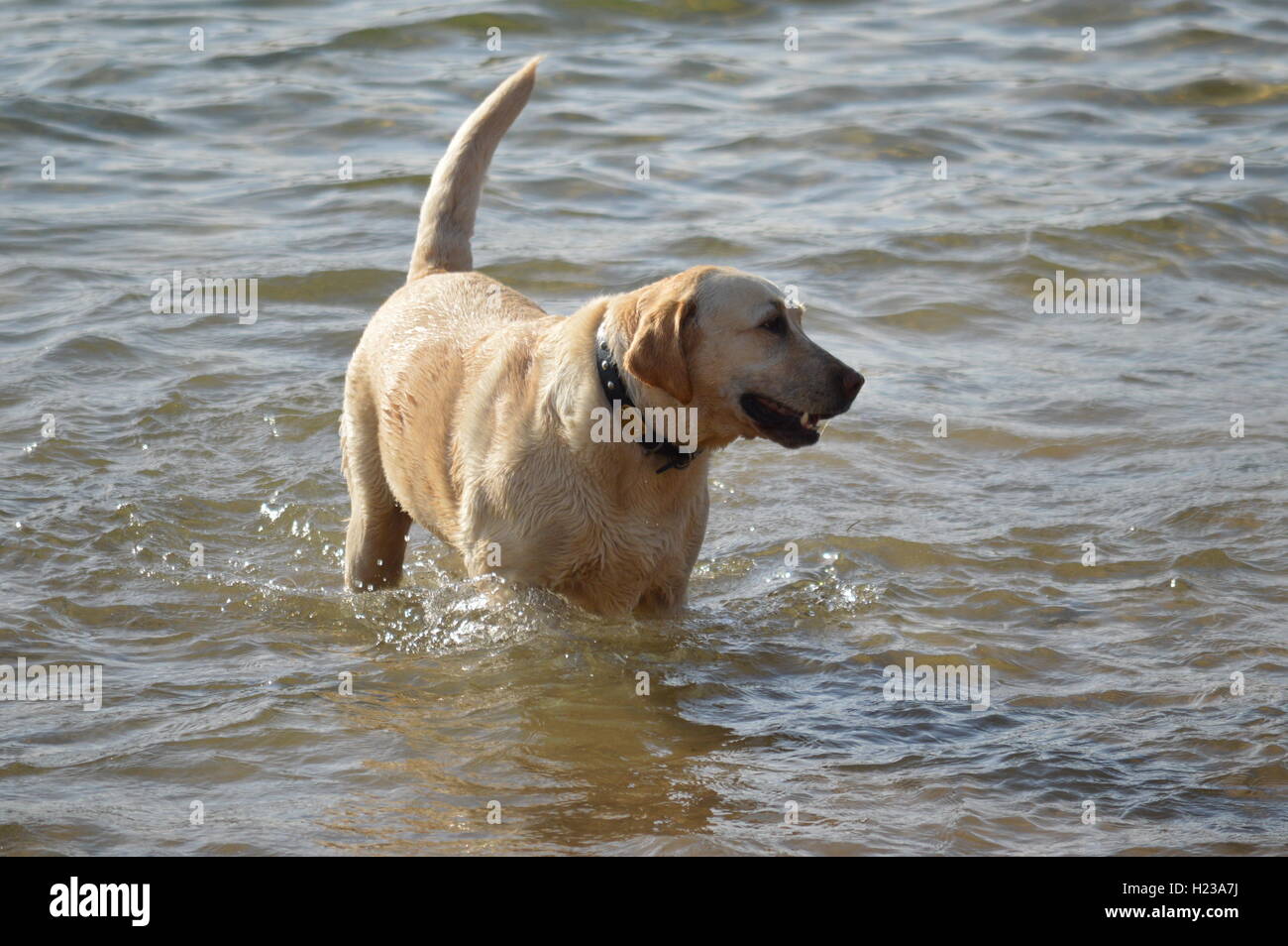 Yellow lab swimming in pond hires stock photography and images Alamy