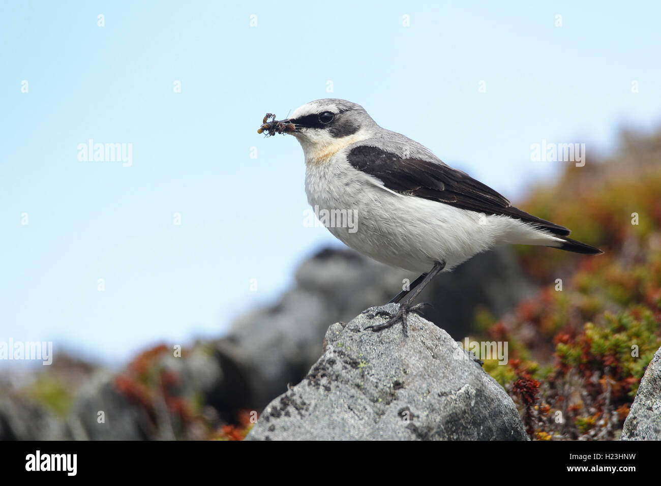 Northern wheatear (Oenanthe oenanthe), male with food, tundra, Lapland, Norway Stock Photo