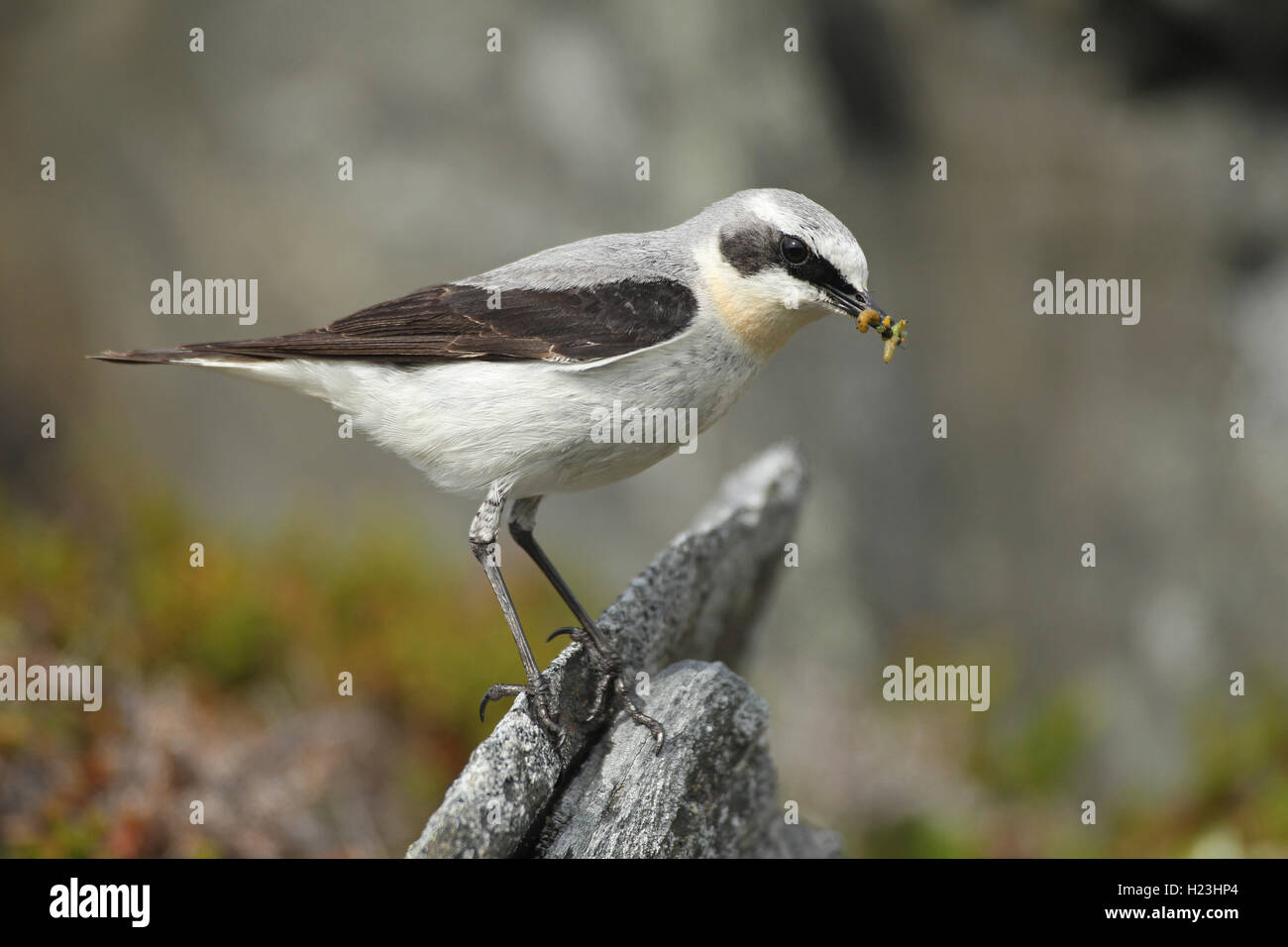 Northern wheatear (Oenanthe oenanthe), male with food, tundra, Lapland, Norway Stock Photo