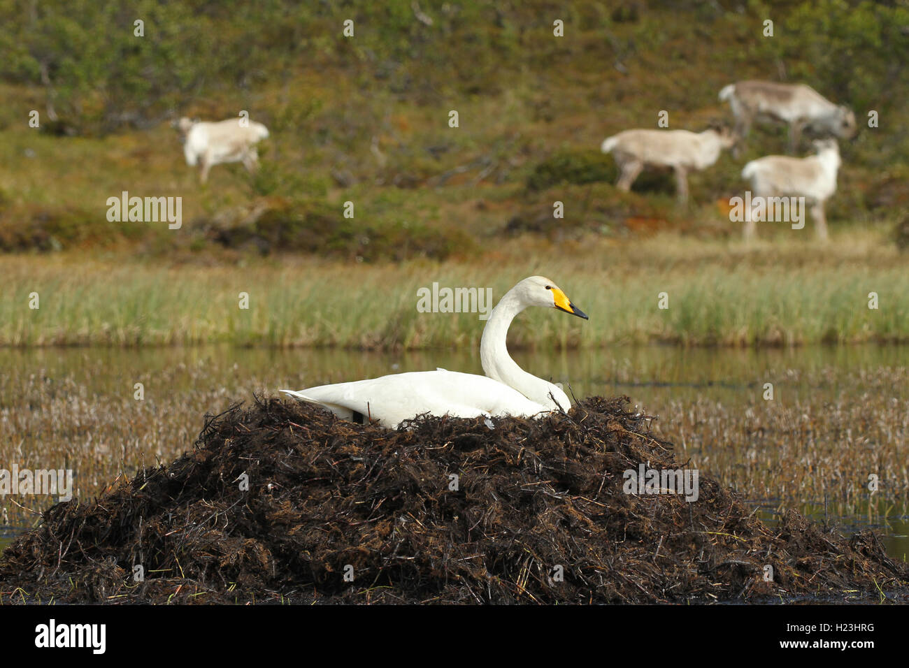 Whooper swan (Cygnus cygnus) brooding in nest on lake, reindeer behind, tundra, Lapland, Norway Stock Photo