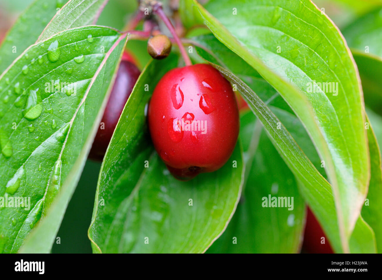 Cornelian cherry (Cornus mas), glossy red fruit with raindrops, North Rhine-Westphalia, Germany Stock Photo