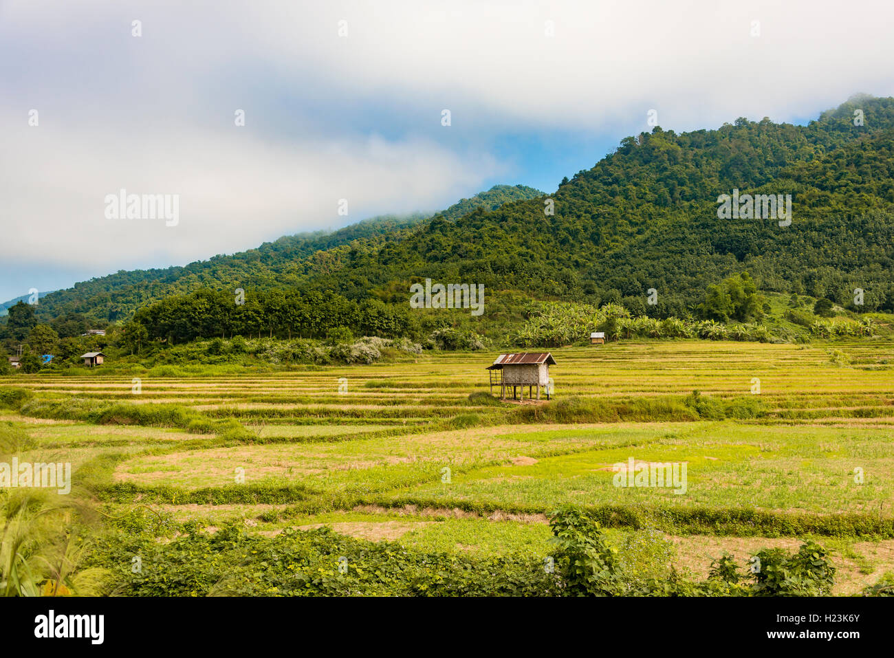 Rice paddies after harvest, small hut, Luang Namtha, Luang Namtha Province, Laos Stock Photo