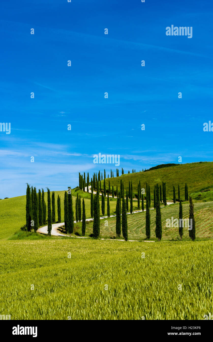 Typical green Tuscany landscape in Val d’Orcia with a winding road, fields, cypresses and blue sky, Trequanda, Tuscany, Italy Stock Photo