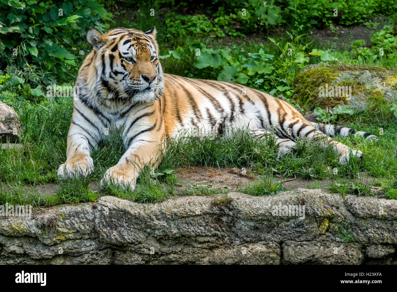 Amur Tiger (Panthera tigris altaica) is lying on the ground, captive, Leipzig, Saxony, Germany Stock Photo
