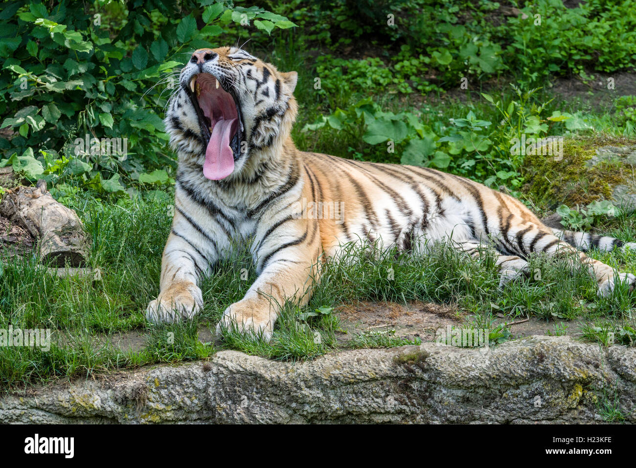 Amur Tiger (Panthera tigris altaica), yawning, captive, Leipzig, Saxony, Germany Stock Photo