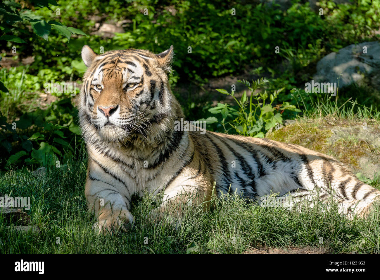 Amur Tiger (Panthera tigris altaica) is lying on the ground, captive, Leipzig, Saxony, Germany Stock Photo