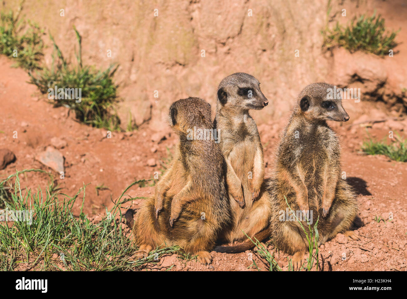 Three Meerkats (Suricata suricatta) are sitting on the ground, watching out, captive, Leipzig, Saxony, Germany Stock Photo