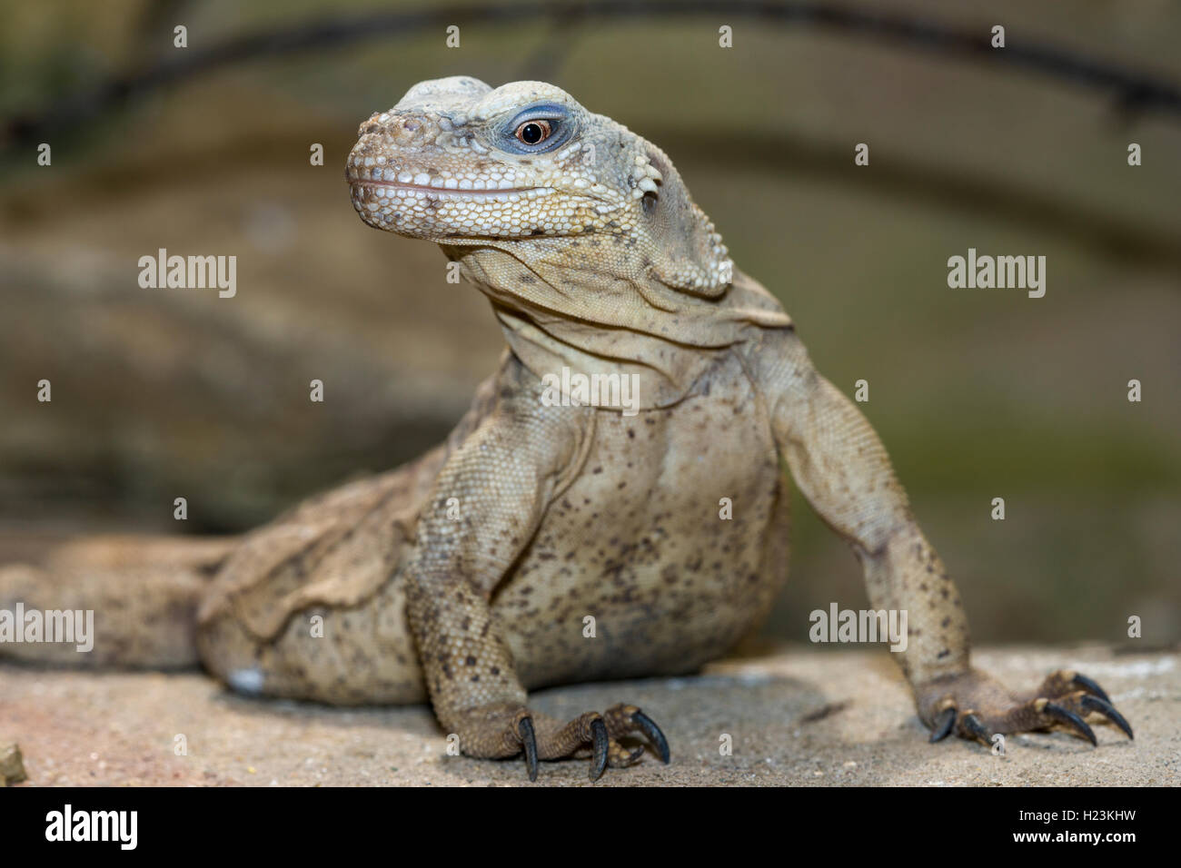 Peach-throated monitor (Varanus jobiensis) on the ground, captive, Leipzig, Saxony, Germany Stock Photo