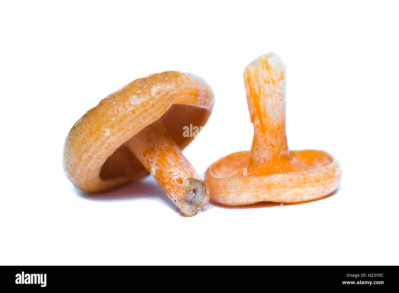 Orange mushrooms. Lactarius section Deliciosi Stock Photo