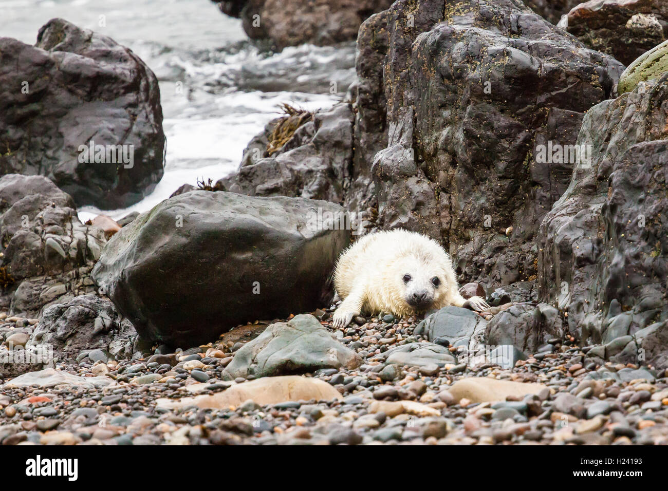 Atlantic Grey Seal Stock Photo Alamy